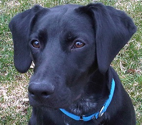My Puppy's Secret
