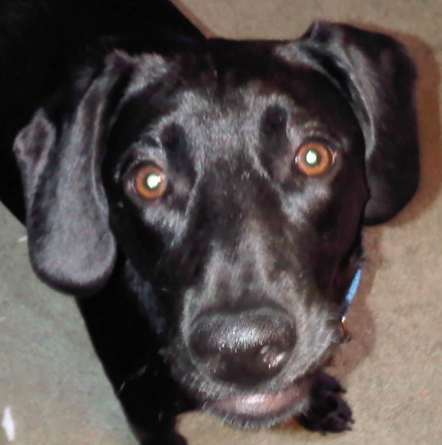 My Puppy's Secret