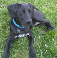My Puppy's Secret