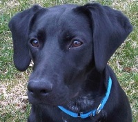 My Puppy's Secret